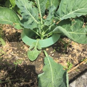 BroccoliVerletzt 2026-06-16 12.28.